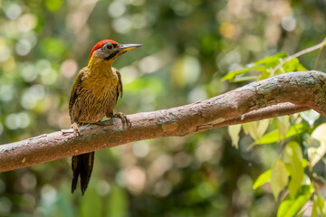 Laced Woodpecker - Picus vittatus, beautiful colored woodpecker native to Southeast Asian forests and woodlands, Vietnam.