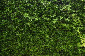 green leaf fence in the garden, natural background in springtime