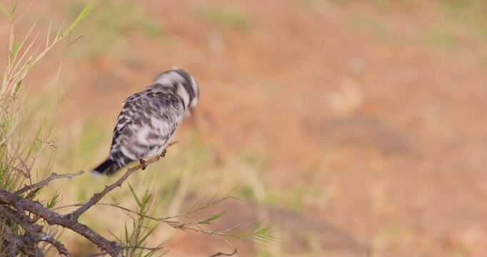 Wide of Pied Kingfisher (Ceryle rudis) perching on the edge of a dry branch at midday in Kenya