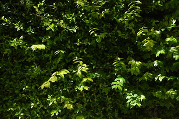green leaf fence in the garden, natural background in springtime