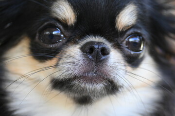 tiny black and brown furry dog in home, cute chihuahua canine