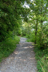 Fototapeta premium Chemin en forêt avec une montée