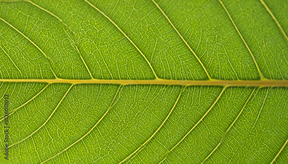 Poster close up view of vibrant green leaf showcasing intricate vein patterns and smooth texture