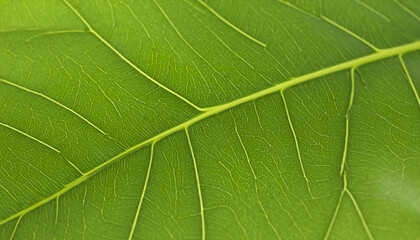close up view of vibrant green leaf showcasing intricate vein patterns and smooth texture