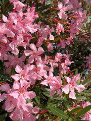 Oleander nerium pink flowering plant.