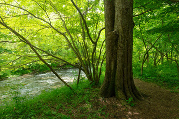 新緑に包まれる川沿いの散歩道