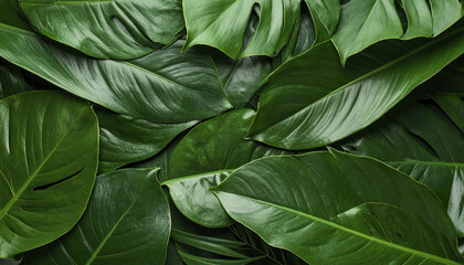 Lush tropical foliage with overlapping dark green leaves creates serene atmosphere