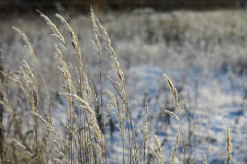 White snow on a bare tree branches on a frosty winter day, close up. Natural background. Selective...