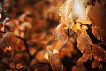Beautiful Nature Autumn landscape. Scenery view on autumn city park with golden yellow foliage in Sunny day. Walking path in the city Park strewn with autumn fallen leaves.