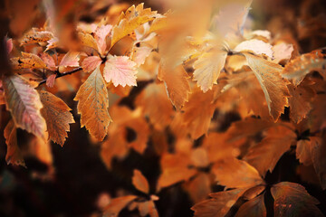 Beautiful Nature Autumn landscape. Scenery view on autumn city park with golden yellow foliage in Sunny day. Walking path in the city Park strewn with autumn fallen leaves.