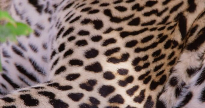 Extreme close-up tilt of a Leopards (Panthera pardus) face scanning around the dry savannah grassland at midday in Kenya