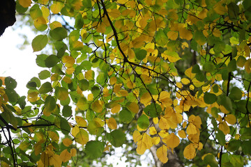 Lively closeup of falling autumn leaves with vibrant backlight from the setting sun