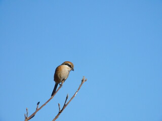 青空と枝にとまるモズのアップ写真