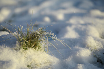White snow on a bare tree branches on a frosty winter day, close up. Natural background. Selective botanical background.