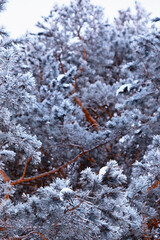 Winter atmospheric landscape with frost-covered dry plants during snowfall. Winter Christmas...
