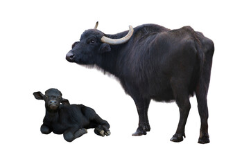 carpathian buffalo and litle buffalo isolated on a white background