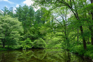 新緑に包まれる癒しの森