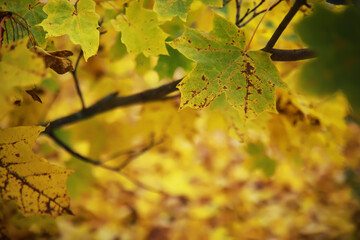 Beautiful autumn landscape with yellow trees and sun. Colorful foliage in the park. Falling leaves natural background
