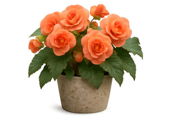 Orange begonia blossoming in terracotta planter, petals glowing against transparent backdrop, ideal for graphic design elements