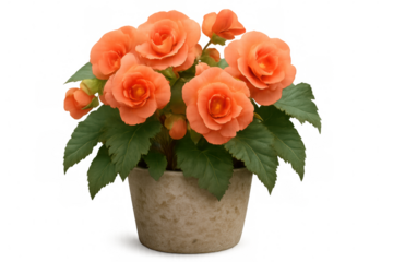 Orange begonia blossoming in terracotta planter, petals glowing against transparent backdrop, ideal for graphic design elements