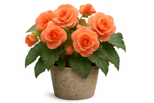 Orange begonia blossoming in terracotta planter, petals glowing against transparent backdrop, ideal for graphic design elements