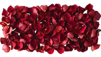 Red rose petals tightly packed