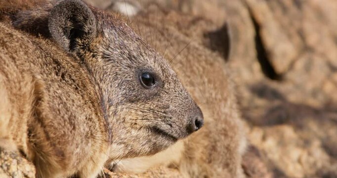 Close-up of rock hyraxes (Procavia capensis) face sunbathing in morning in Kenya
