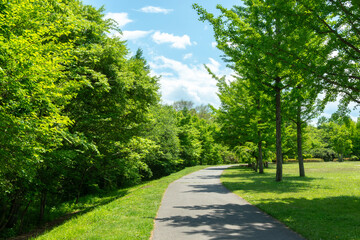 緑のある公園の遊歩道