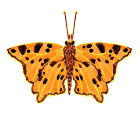Polygonia butterfly watercolor hand drawn illustration