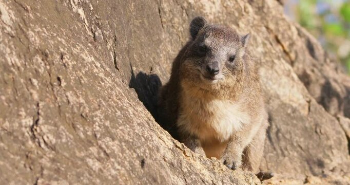 Wide of a rock hyrax (Procavia capensis) sunbathing and facing camera on a rock edge in morning in Kenya