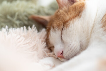 窓辺で眠る可愛い猫　茶トラ白	