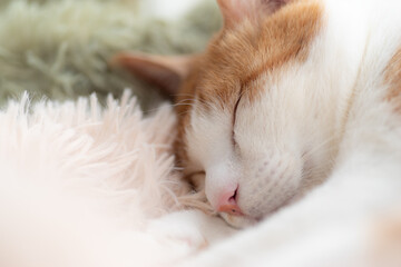 窓辺で眠る可愛い猫　茶トラ白	