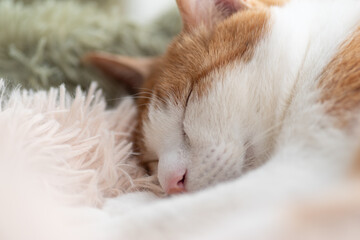 窓辺で眠る可愛い猫　茶トラ白	