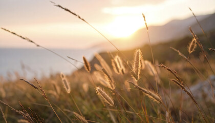 Gentle dusk ambiance with wild grass swaying in breeze, illuminated by sunset light