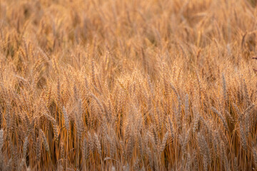 陽に照らされて輝く麦畑