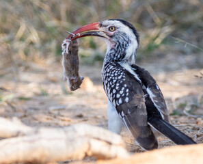 Southern red-billed Hornbill with prey