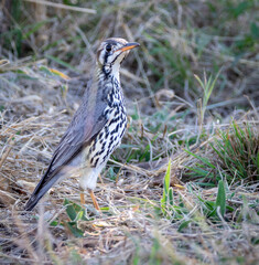 Ground scraper Thrush