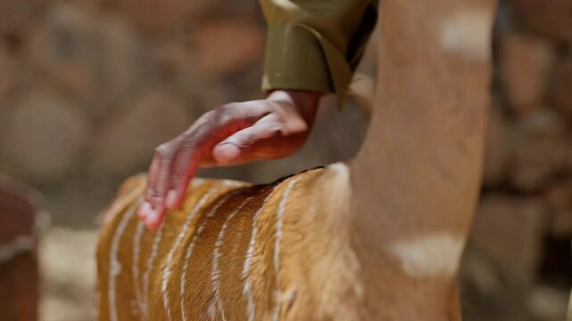 Close up of baby Kudu Antelope (Tragelaphus angasii) back stroked, rubbed stroked by hand of caretaker during daytime in Kenya