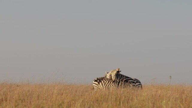 Very wide steadicam tracking of Plains Zebras (Equus quagga) bonding and running away at midday in the dry Kenyan savannah