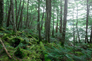 深い森の中、苔の森