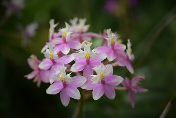Delicate Calanthe orchid flowers with soft white and pale pink petals, highlighted by magenta centers, bloom gracefully against a dark green blurred background.