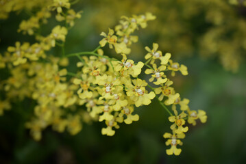 A branch filled with bright yellow Oncidium orchids, featuring white and brown centers, stands out vividly against a softly blurred dark green background.