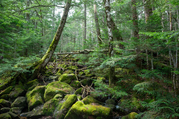 深い森の中、苔の森、白駒の池