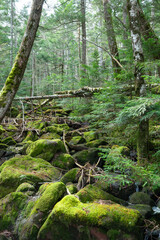 深い森の中、苔の森、白駒の池