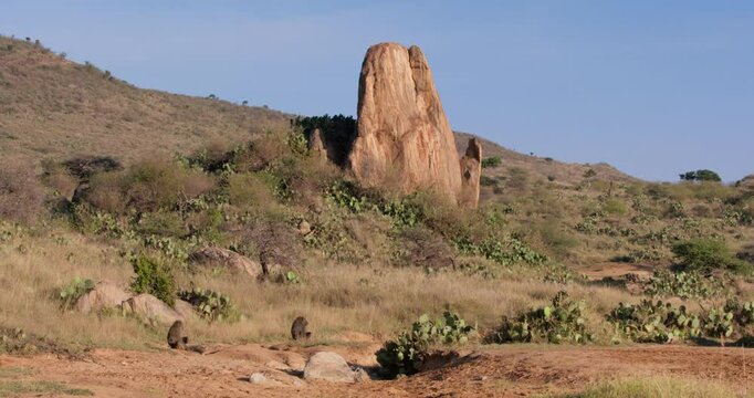 Extreme wide of pair of Olive baboon (Papio anubis) resting by rock outcrop in savanna in morning in Kenya