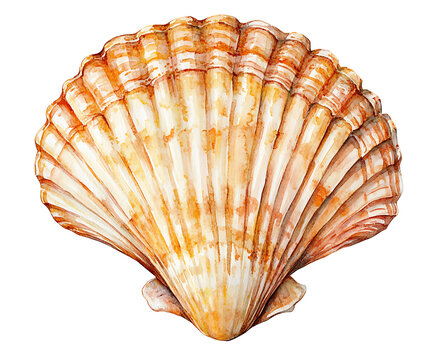 Watercolor scallop shell isolated on transparent background