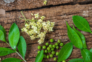 Henna or lawsonia inermis ,flower ,fruits and green leaves on an old wood background