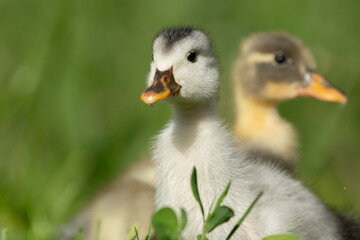 Beautiful little ducklings in a natural setting