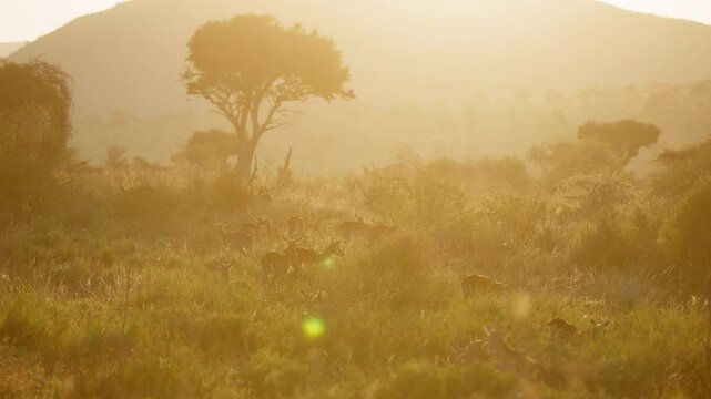 Very wide gimbal parallax of herd of Impalas (Aepyceros melampus) grazing within savanna and tree in background sunrise in Kenya