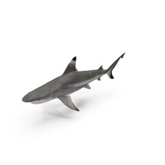 Fototapeta premium Realistic Shark Model Isolated on Transparent Background